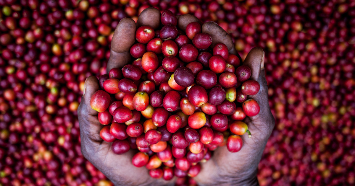 Kisansa Specialty Coffee Beans