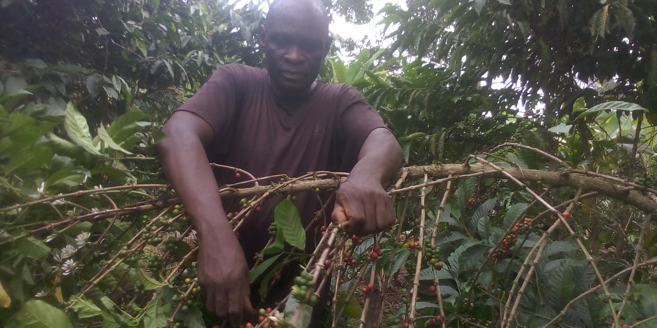 Sustainable Farming Practices in Uganda’s Coffee and Cocoa Sectors