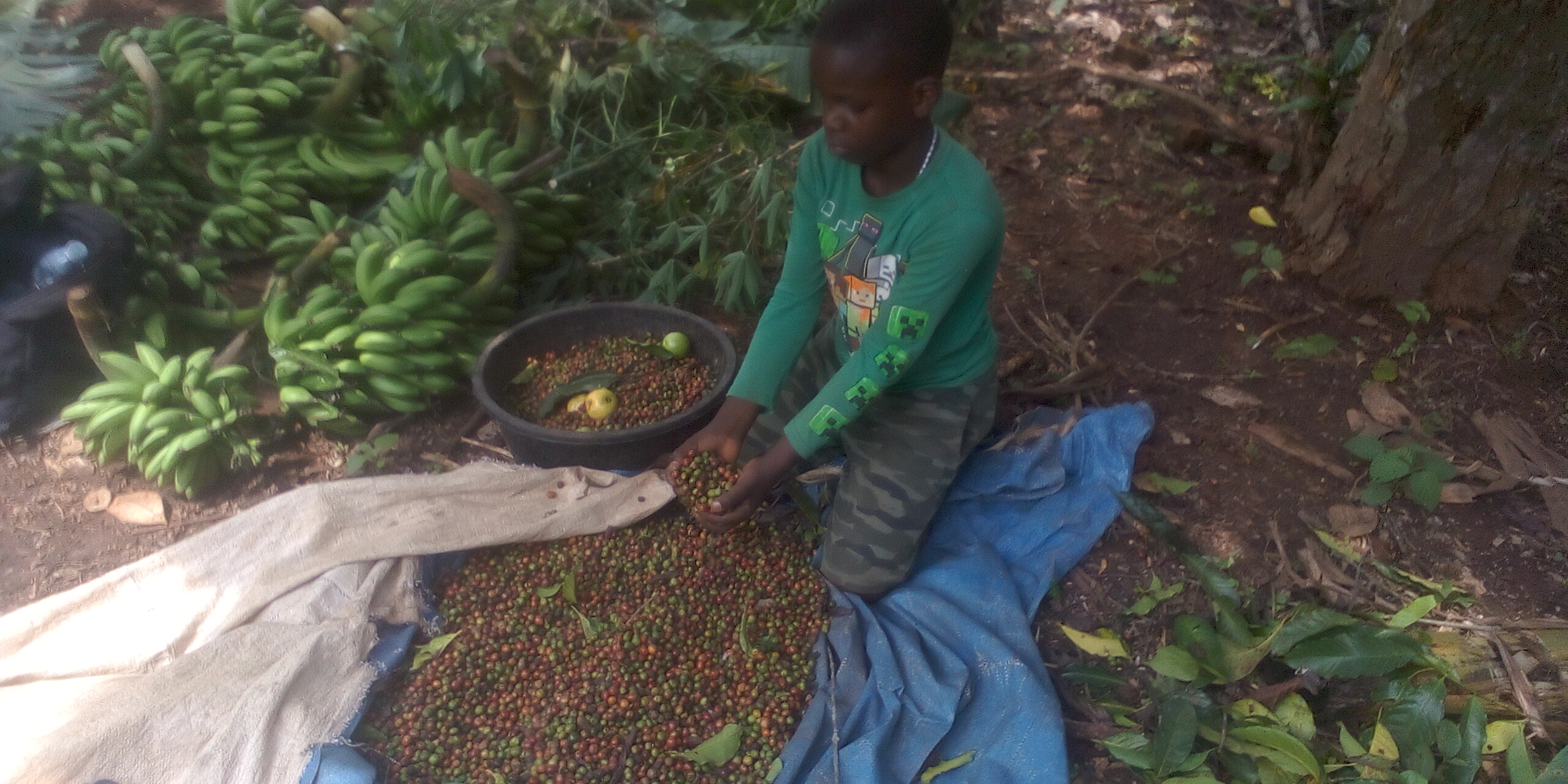 Empowering Smallholder Farmers: Stories from Uganda’s Coffee Heartland