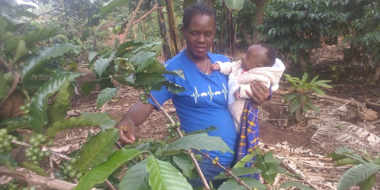 The Health Benefits and Market Trends of Organic Coffee and Cocoa